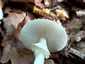 Citromgalóca (Amanita citrina), Őrség